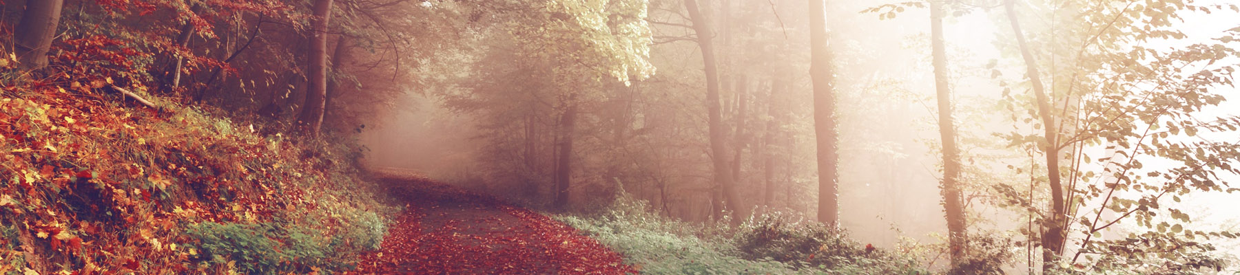 Anfahrt zur Praxis Psychotherapie und Hypnose Hannover Weg im Laubwald