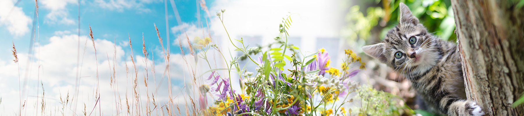 JT_allergien_Header_1800x400