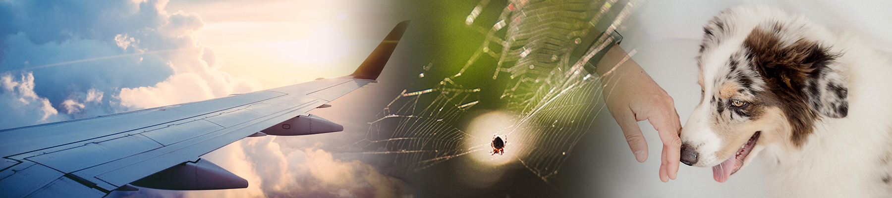 JT_phobien_Header_1800x400 Spinne, Flugzeug